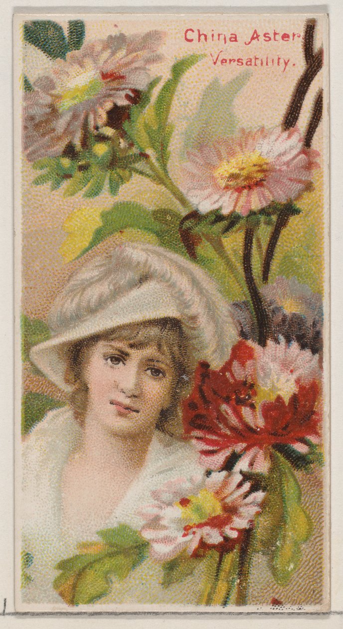 Aster de Chine : Versatilité, de la série Beautés Florales et Langage des Fleurs N75, 1892 - Donaldson Brothers