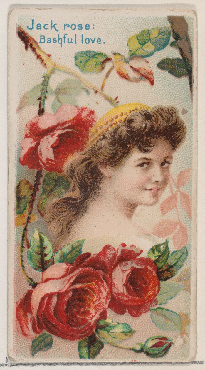 Jack Rose : Amour timide, de la série Beautés florales et langage des fleurs N75, 1892 - Donaldson Brothers