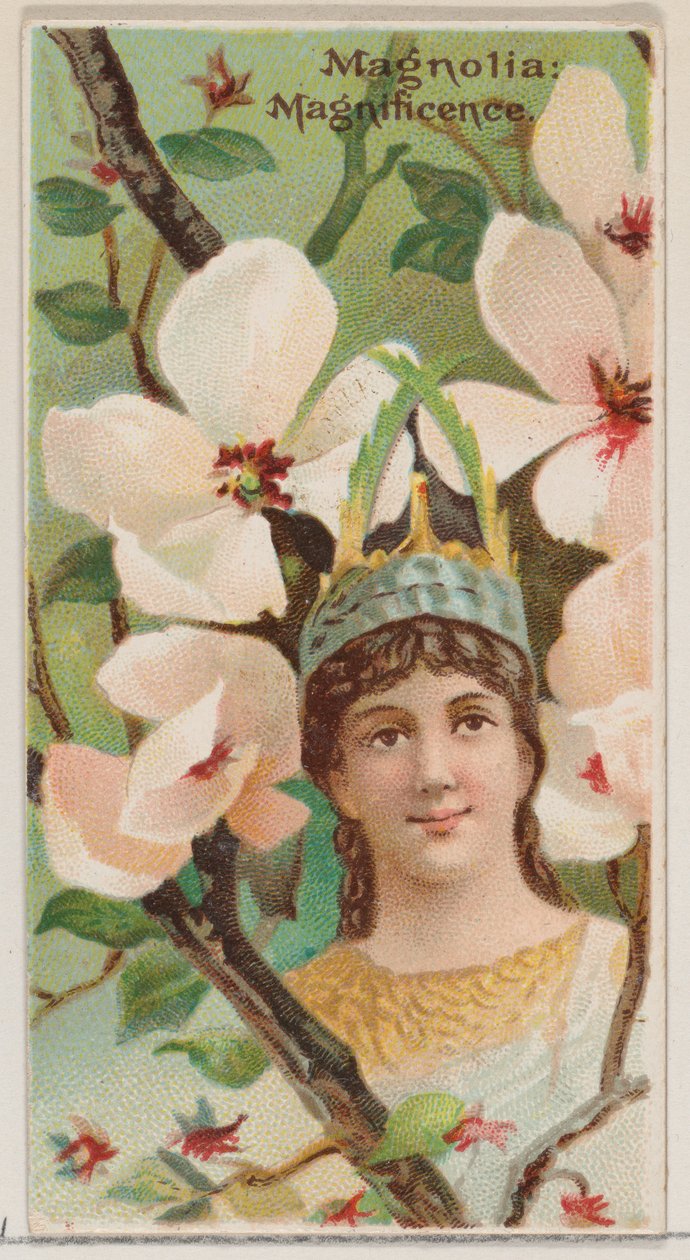 Magnolia: Magnificence, de la série Beautés florales et langage des fleurs N75, 1892 - Donaldson Brothers