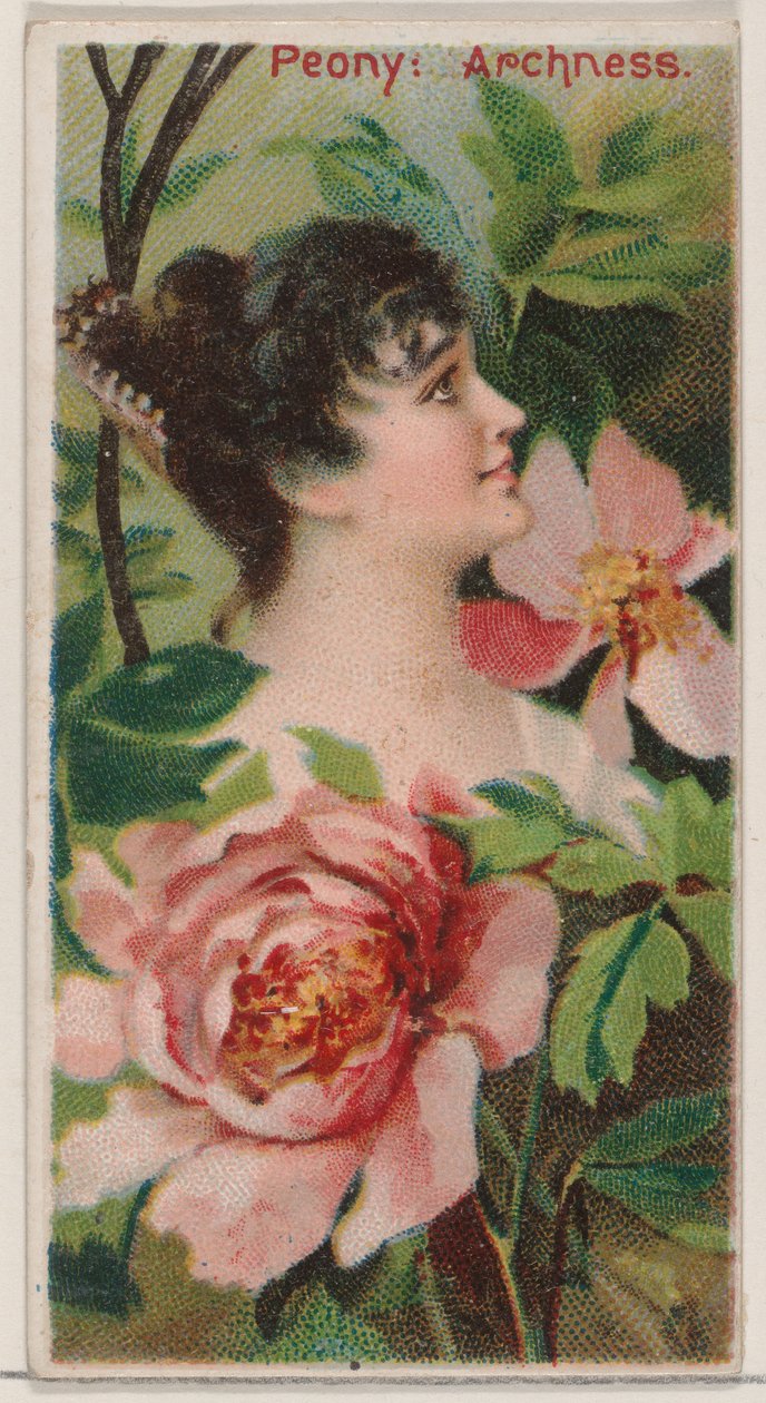 Pivoine : Arrogance, de la série Beautés florales et langage des fleurs N75 pour Duke, 1892 - Donaldson Brothers
