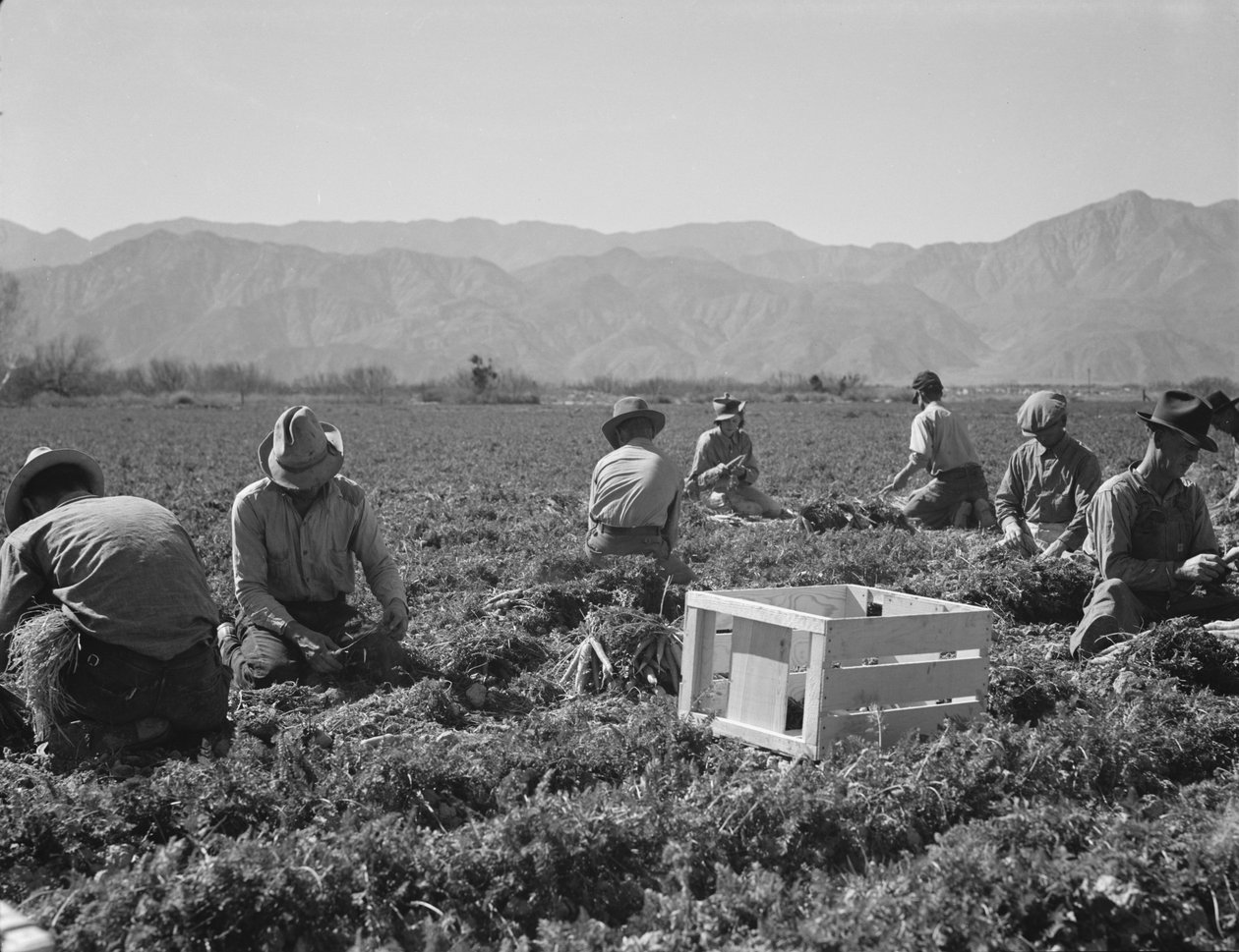 Arracheurs de carottes du Texas, de l