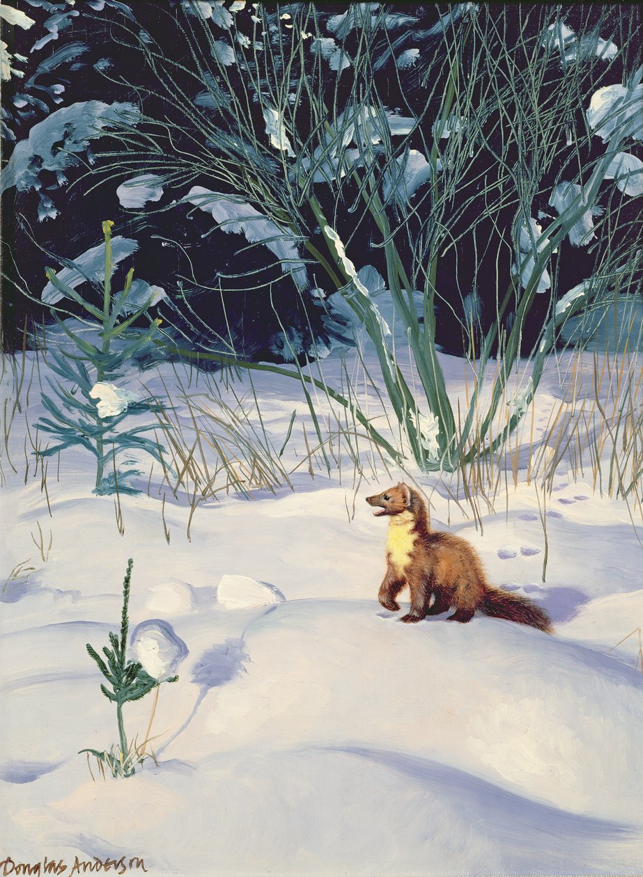 Pine Marten dans la neige - Douglas Anderson