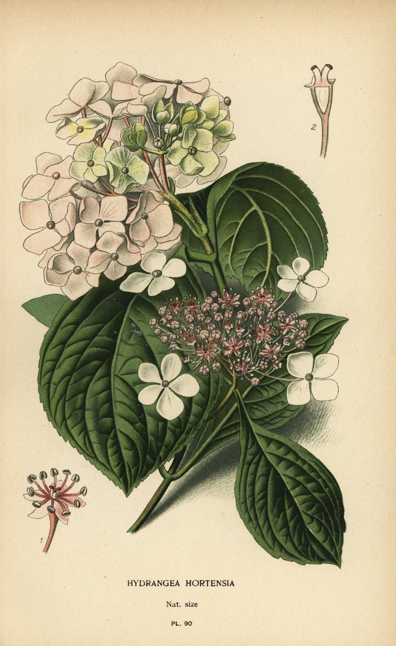Hortensia à grandes feuilles, Hydrangea macrophylla - Désiré Georges Jean Marie Bois