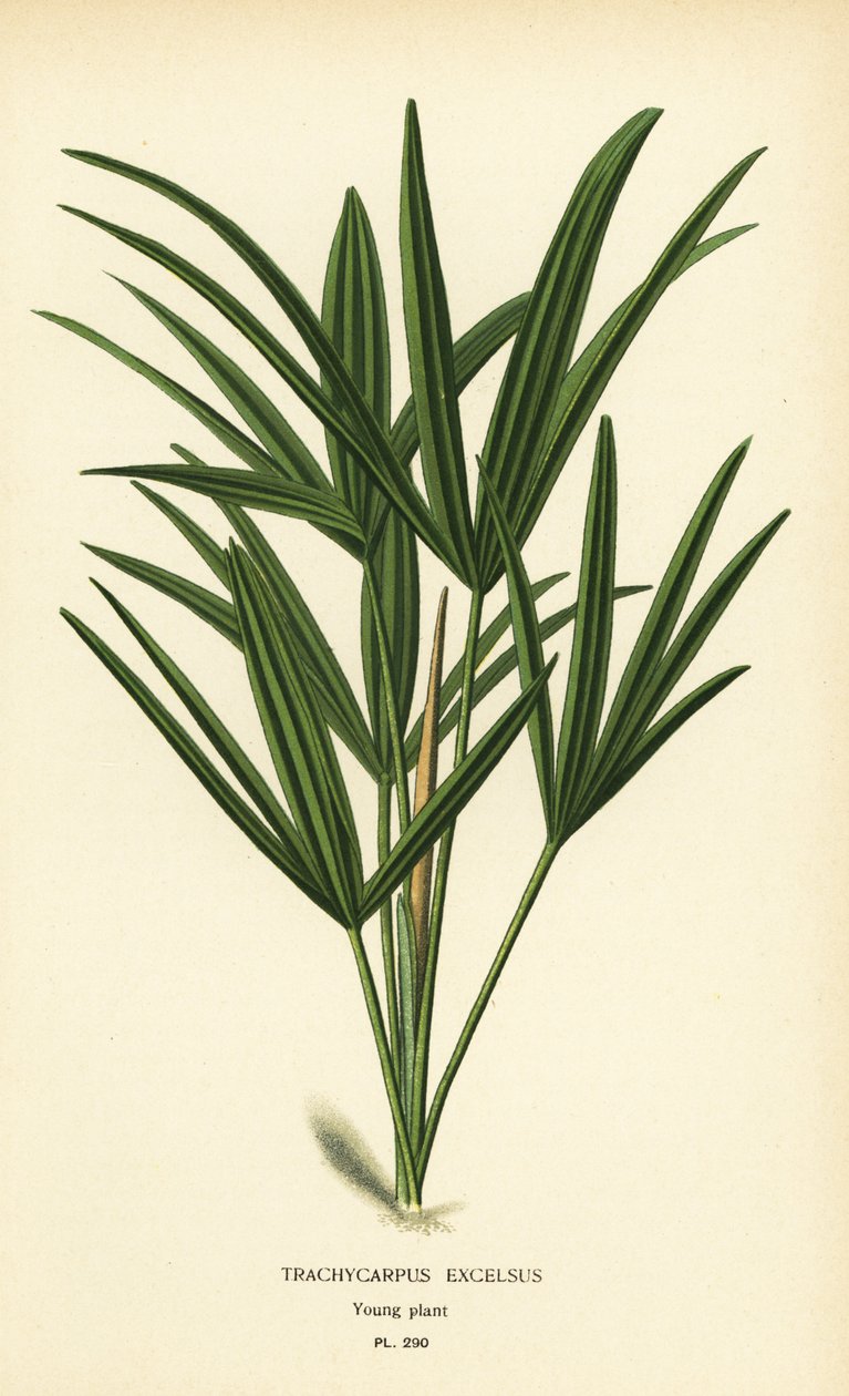 Palmier lady palm ou palmier bambou, Rhapis excelsa (Trachycarpus excelsus). Chromolithographie d