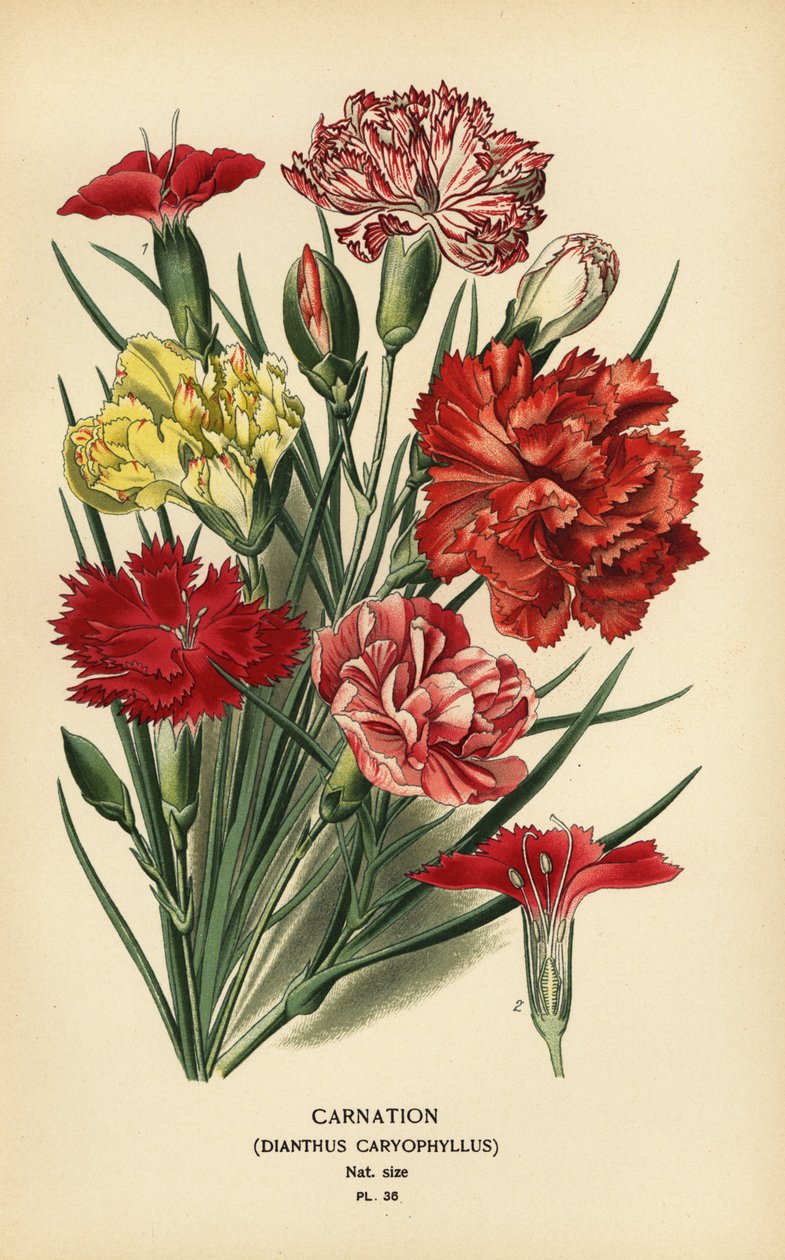 Œillet, Dianthus caryophyllus - Désiré Georges Jean Marie Bois