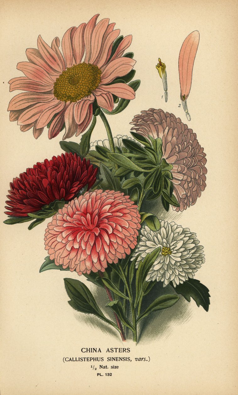 Variétés d