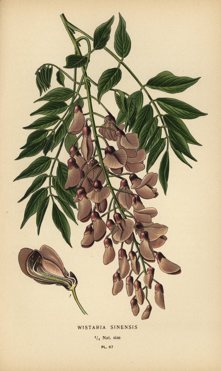 Glycine de Chine, Wisteria sinensis - Désiré Georges Jean Marie Bois