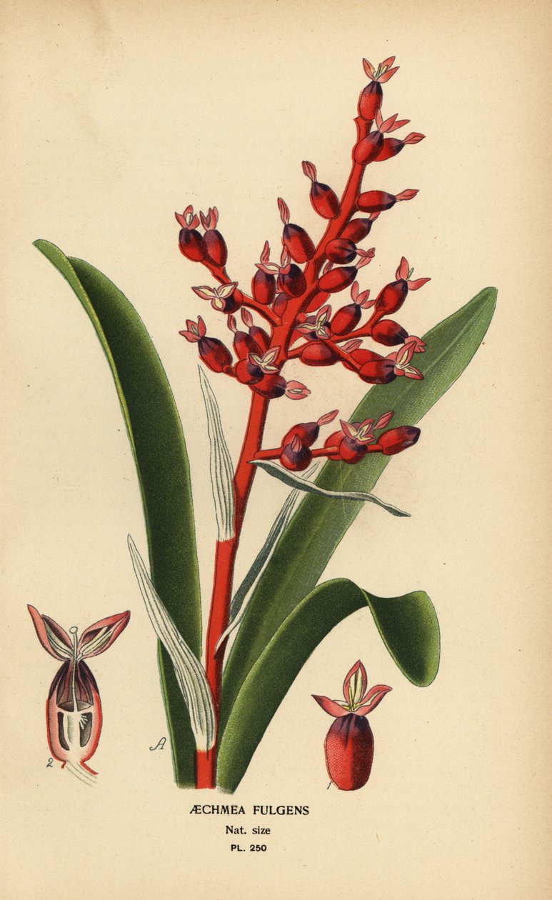 Baie de corail, Aechmea fulgens - Désiré Georges Jean Marie Bois
