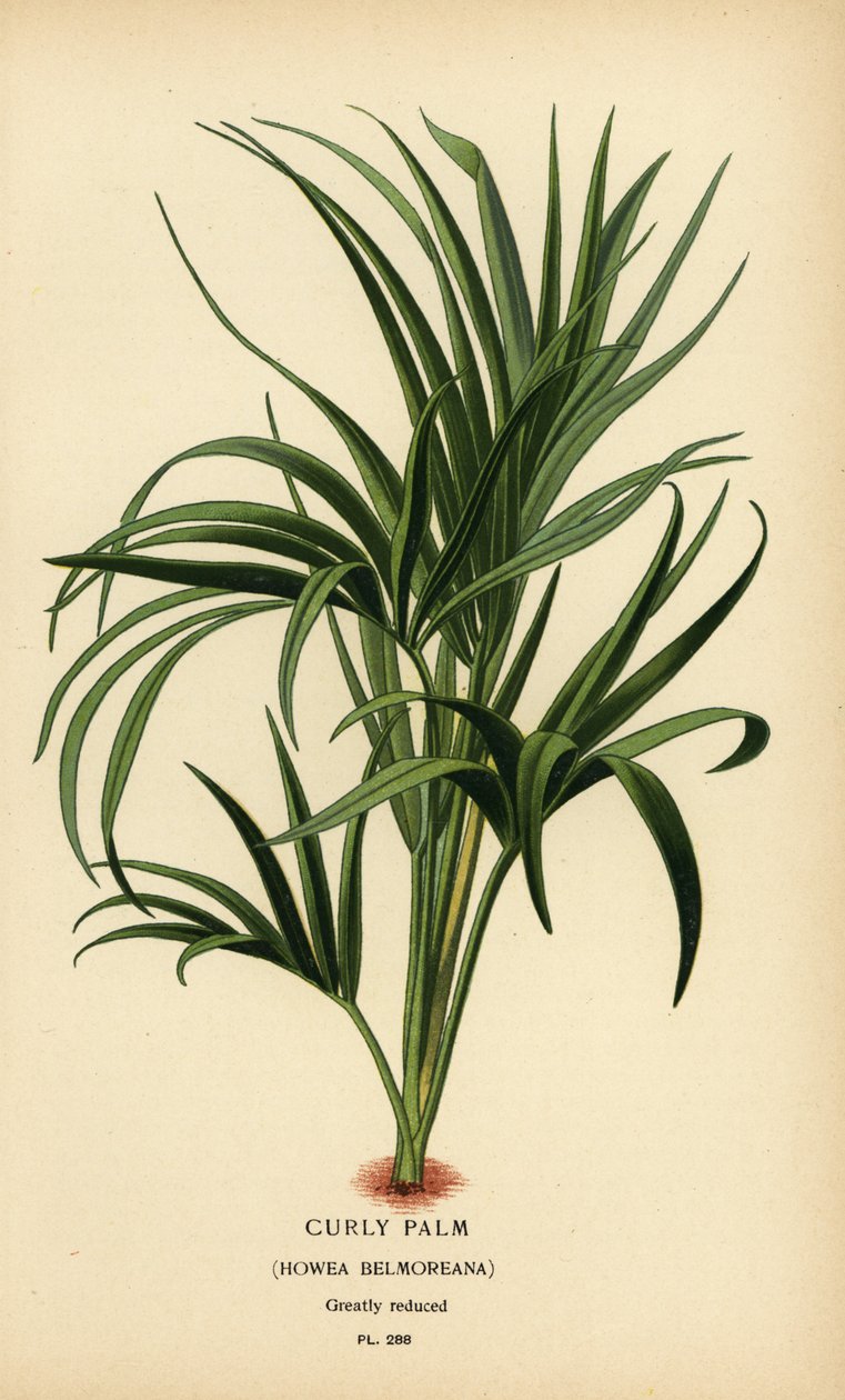 Palmier bouclé, Howea belmoreana. Chromolithographie d