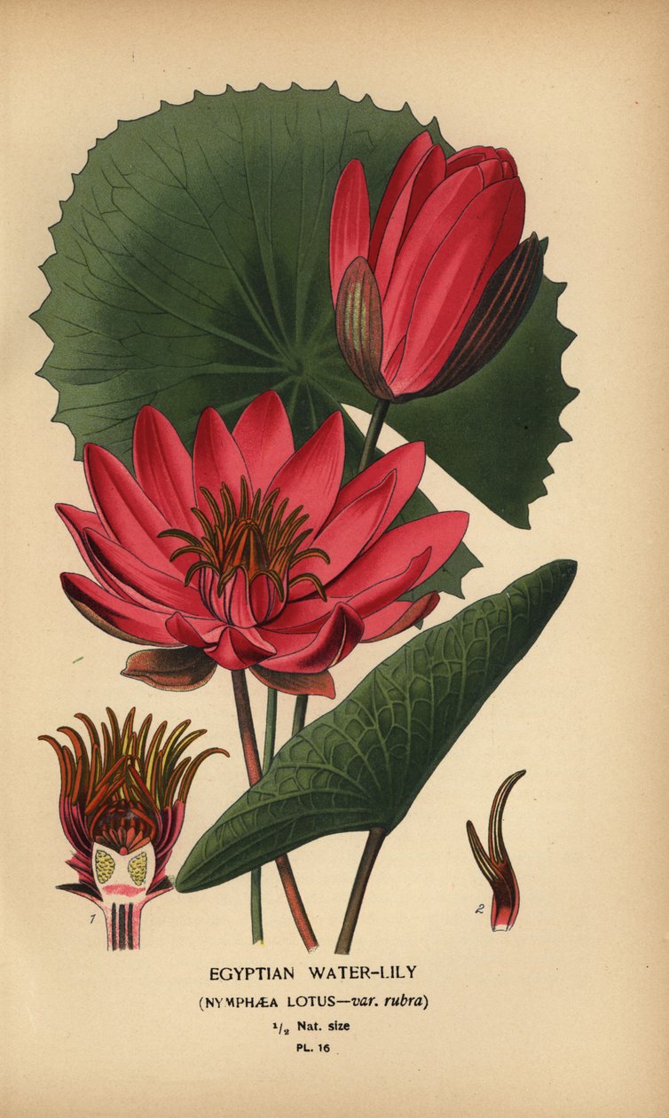 Nénuphar égyptien, Nymphaea lotus - Désiré Georges Jean Marie Bois