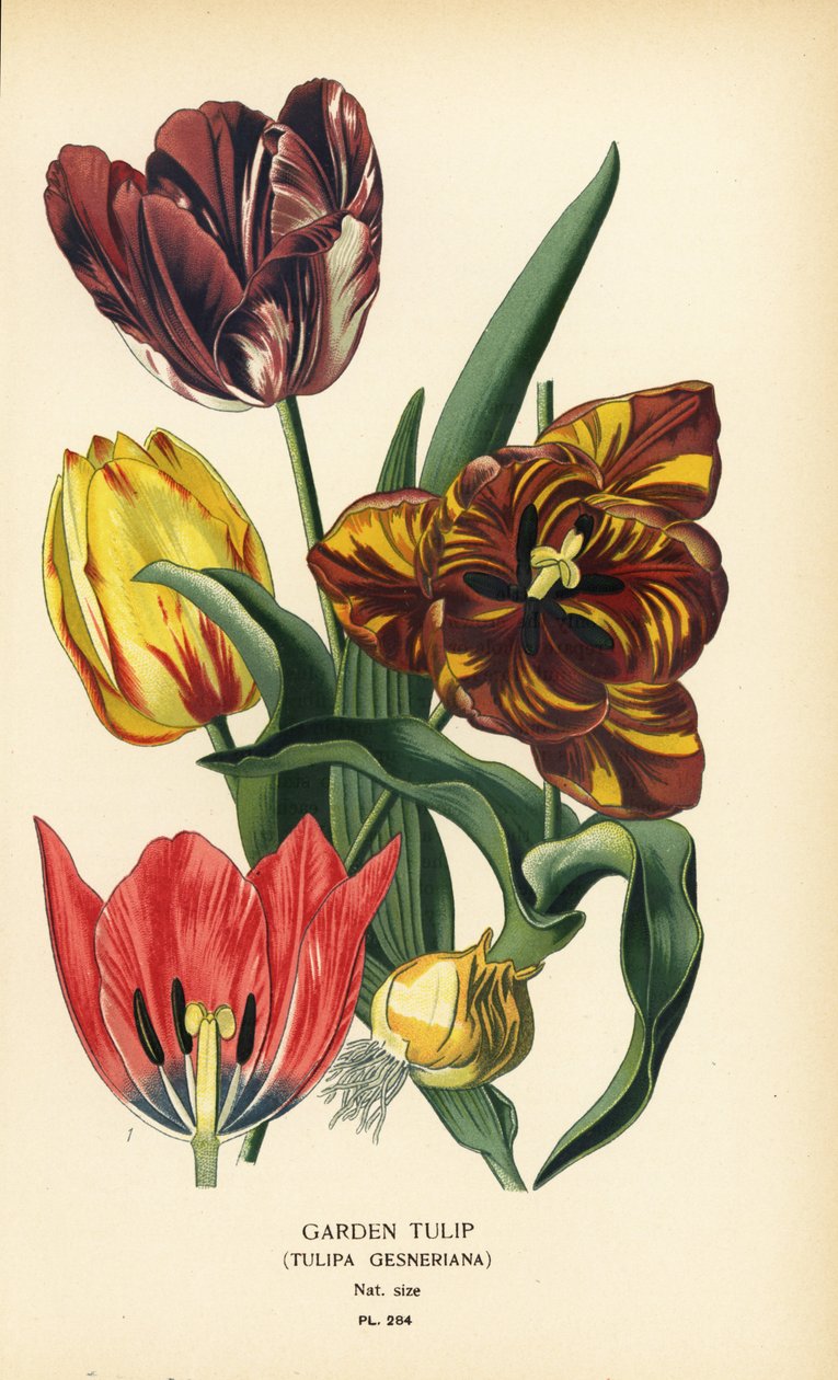 Tulipe de jardin, Tulipa gesneriana. Chromolithographie d