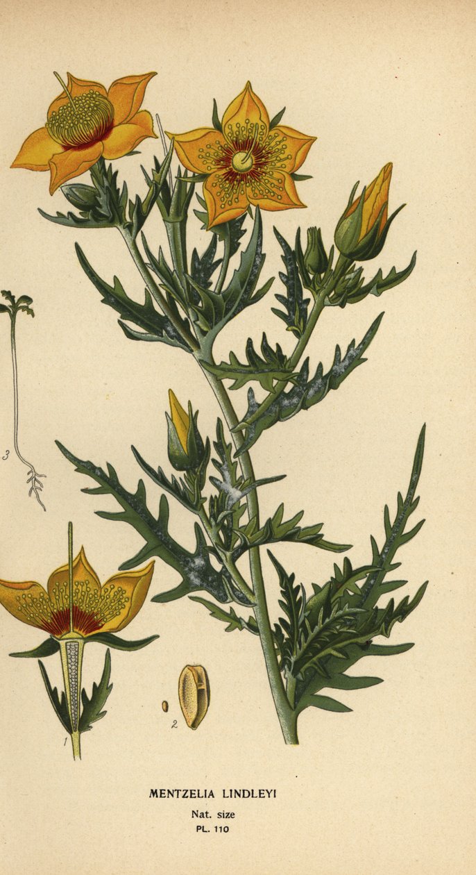 Bartonie dorée ou étoile flamboyante de Lindley, Mentzelia lindleyi - Désiré Georges Jean Marie Bois