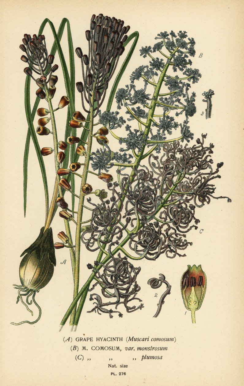 Jacinthe à grappes, Leopoldia comosa (Muscari comosum, var. monstrosum, var. plumosa). Chromolithographie d