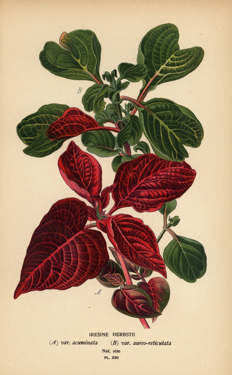Variétés de sang de Herbst, Iresine herbstii a) var. acuminata, b) var. aureo-reticulata. Chromolithographie d