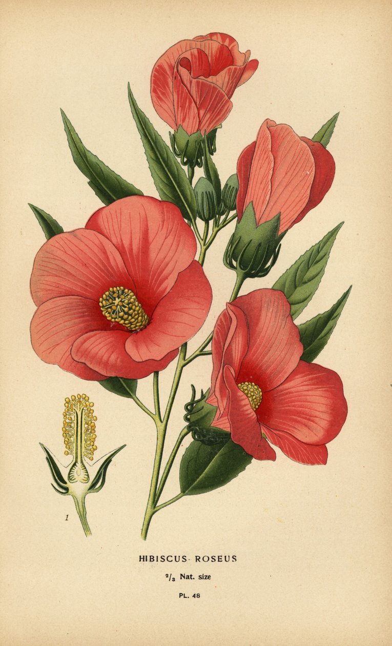 Hibiscus roseus - Désiré Georges Jean Marie Bois