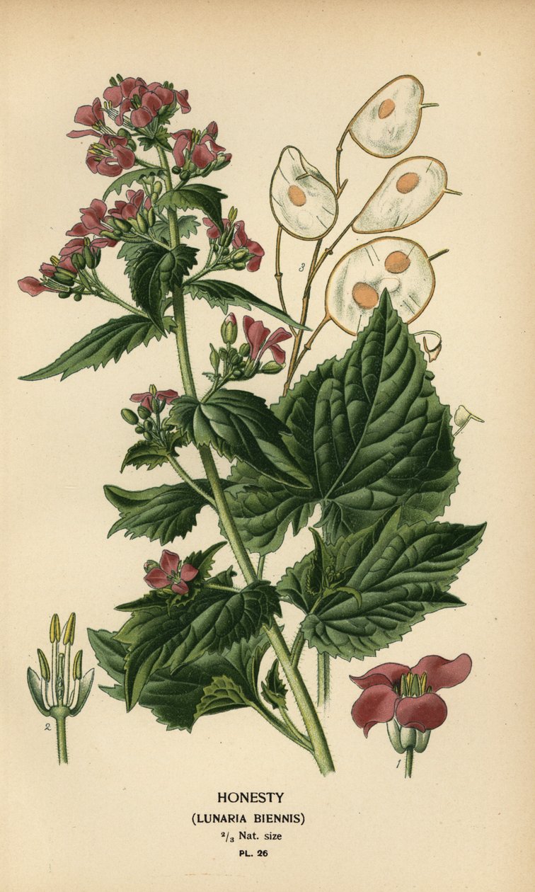 Monnaie du pape, Lunaria annua - Désiré Georges Jean Marie Bois