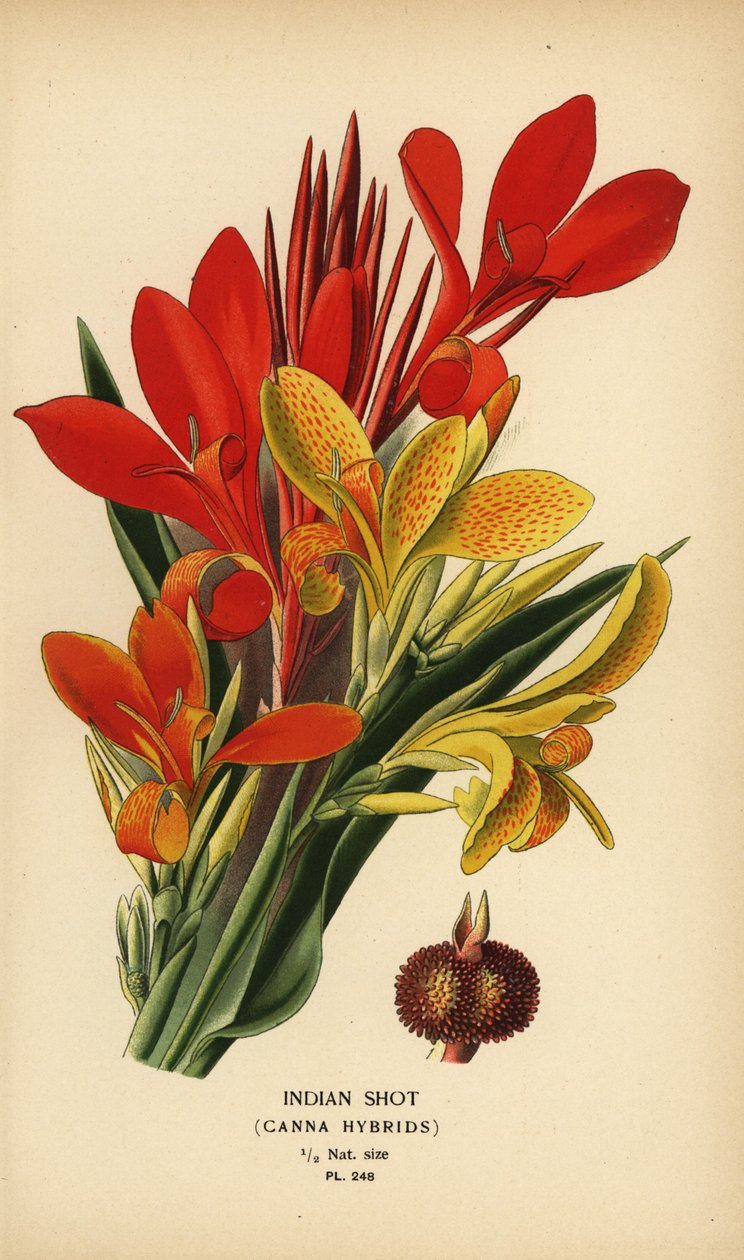 Canna indica hybrides - Désiré Georges Jean Marie Bois