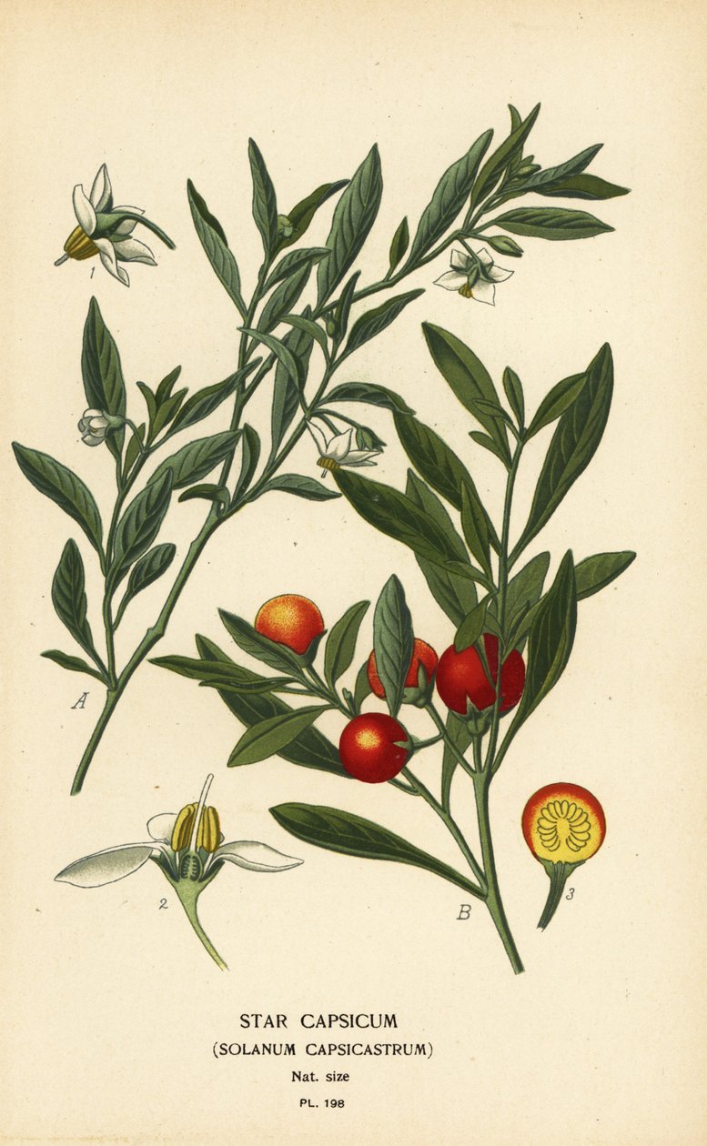 Cerise de Jérusalem, Solanum pseudocapsicum var. diflorum - Désiré Georges Jean Marie Bois