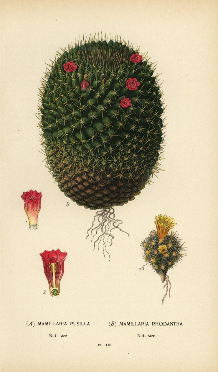 Mammillaria prolifera et Mammillaria rhodantha - Désiré Georges Jean Marie Bois