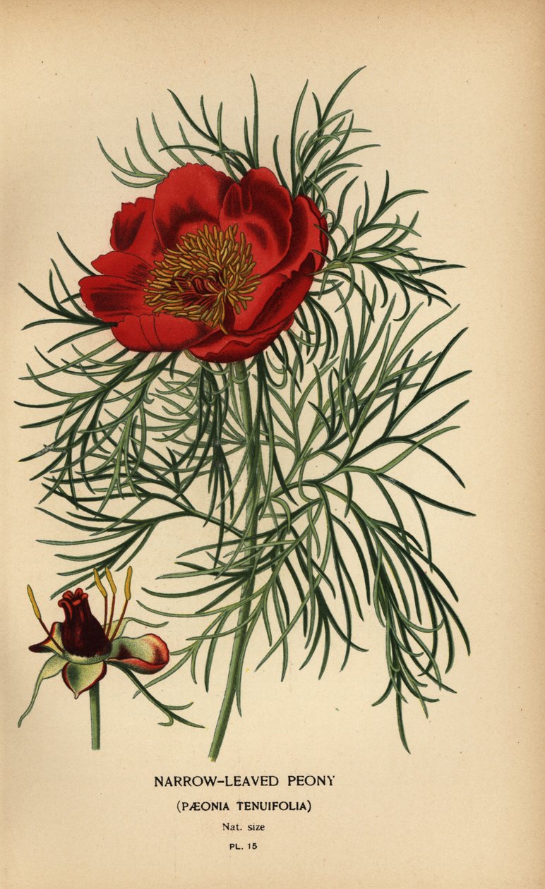 Pivoine à feuilles étroites, Paeonia tenuifolia - Désiré Georges Jean Marie Bois