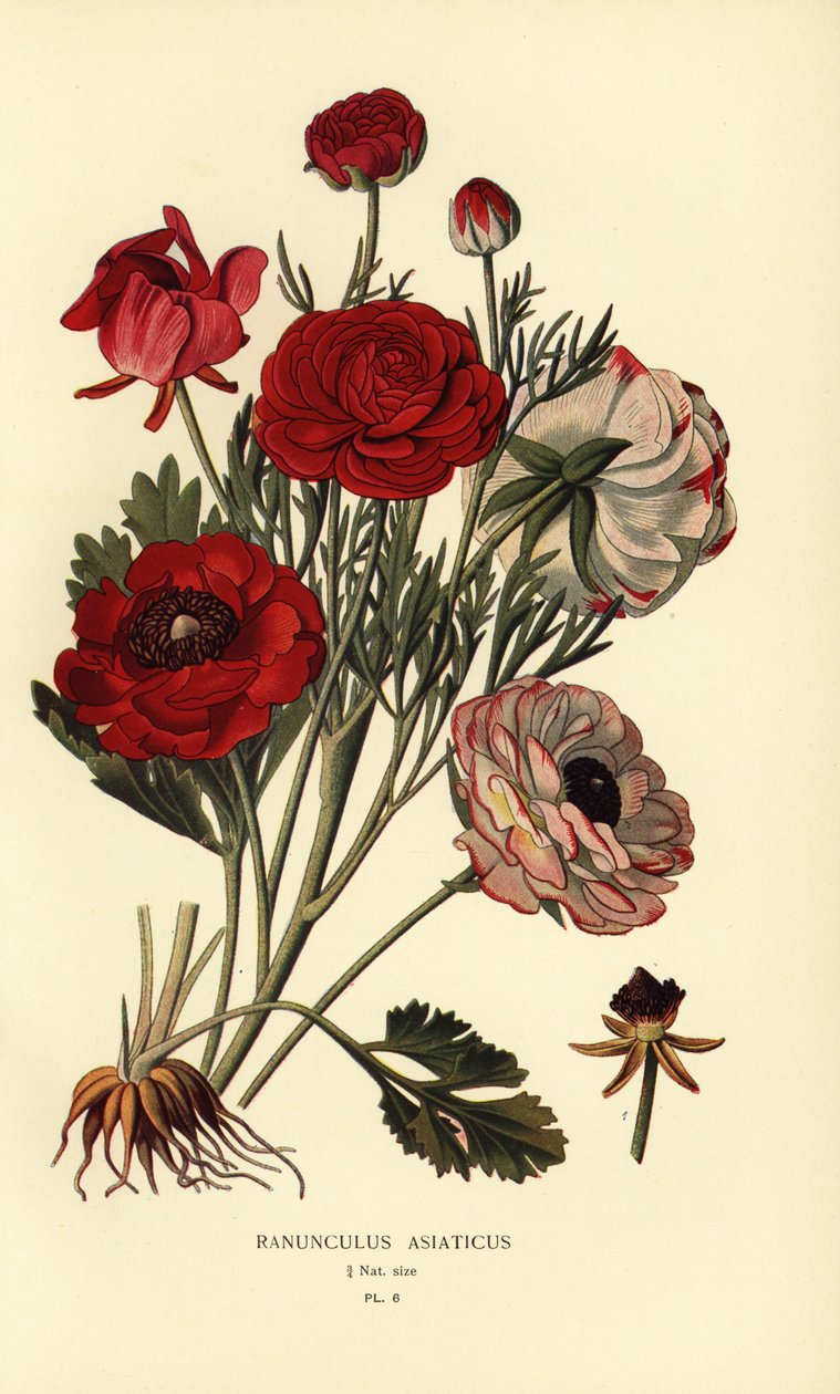 Renoncules persanes, Ranunculus asiaticus - Désiré Georges Jean Marie Bois