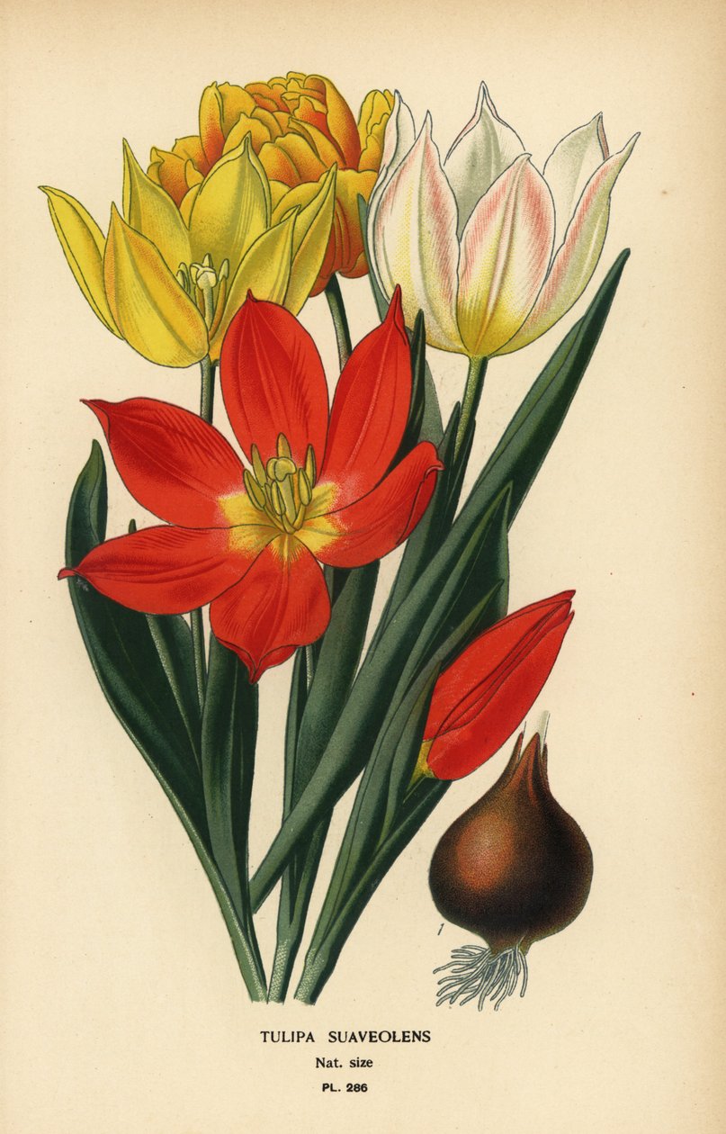 Tulipe de Schrenck, Tulipa suaveolens ou Tulipa schrenkii. Chromolithographie d
