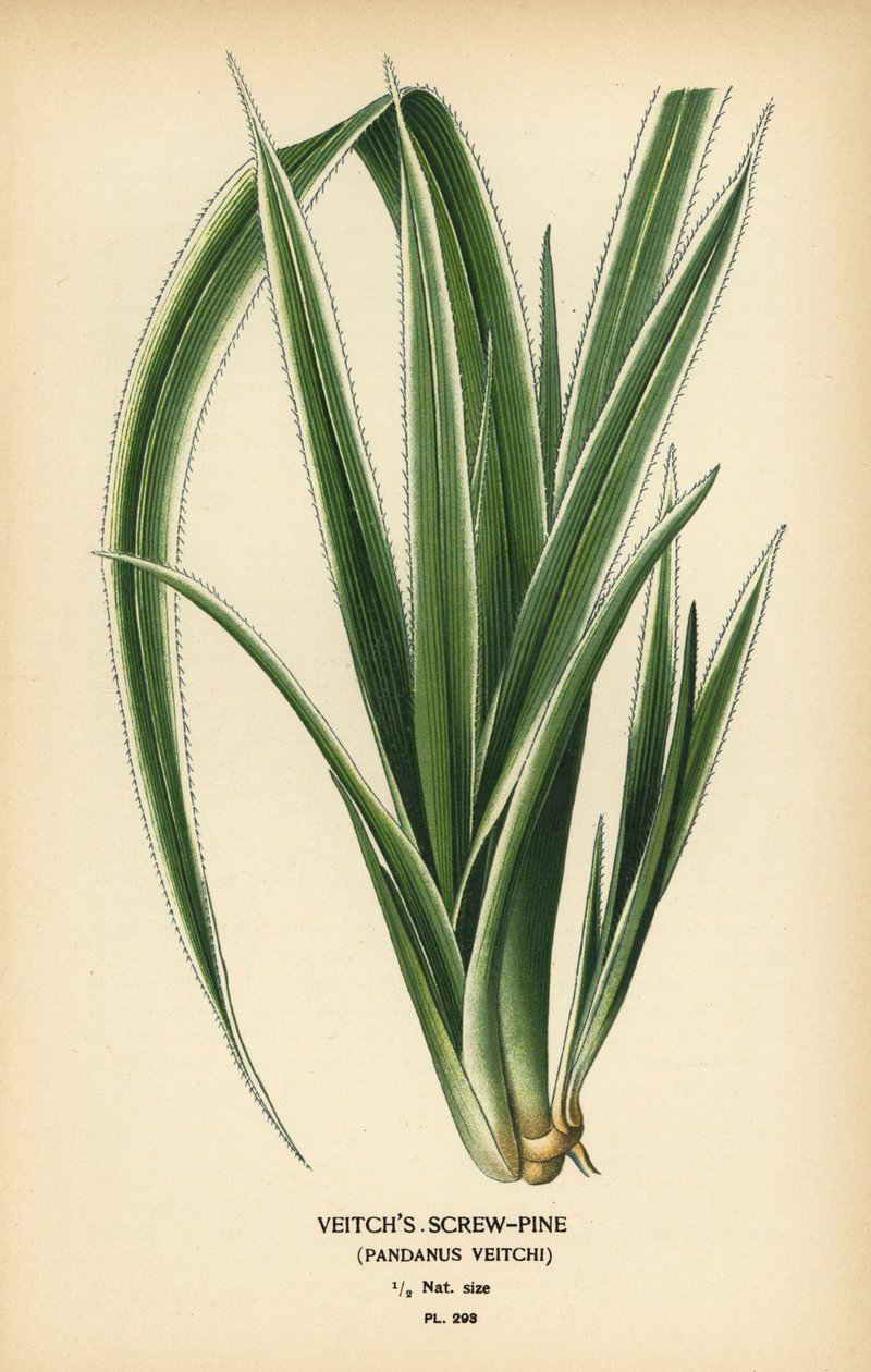 Pandanus tectorius (Pandanus veitchii). Chromolithographie d