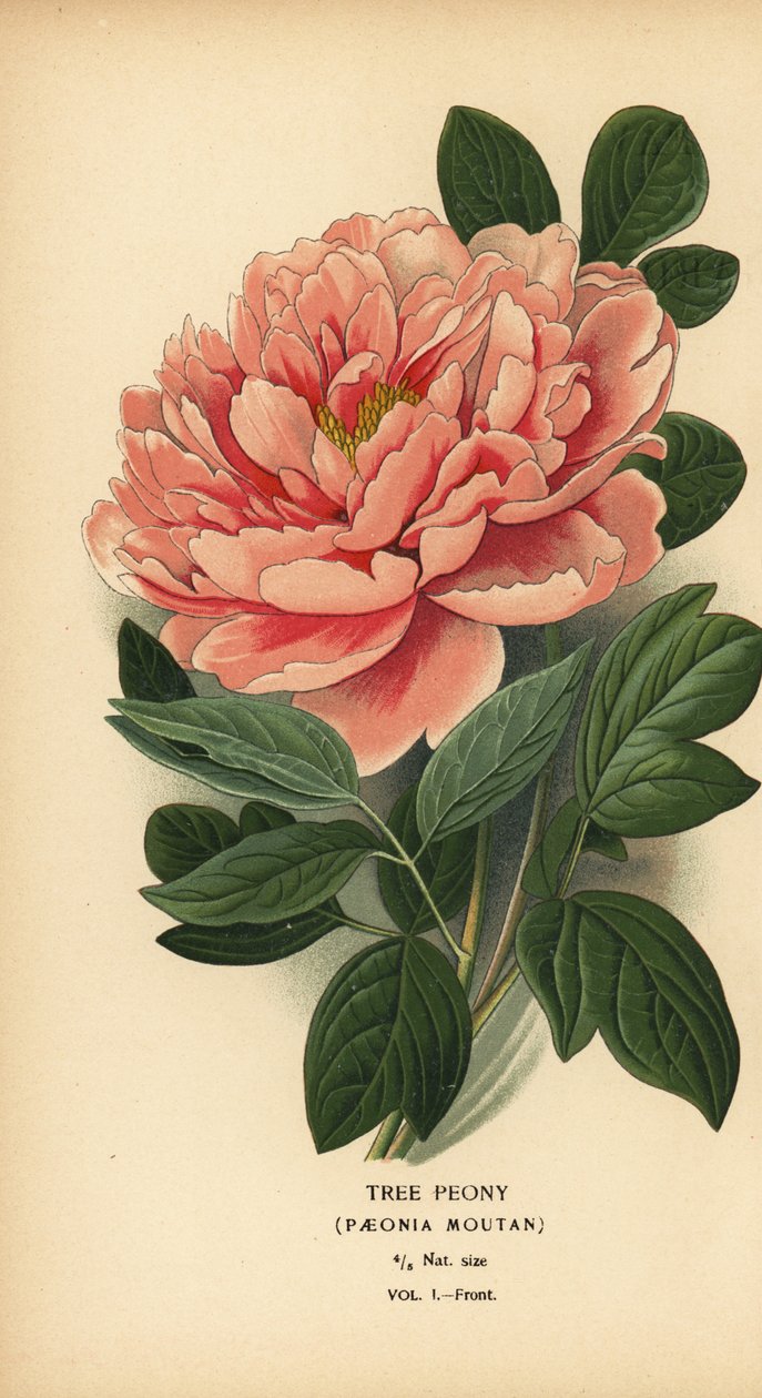 Pivoine arbustive, Paeonia moutan - Désiré Georges Jean Marie Bois