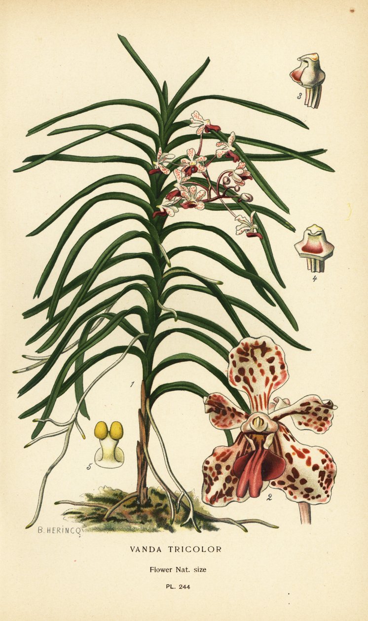Orchidée Vanda tricolor. Chromolithographie d
