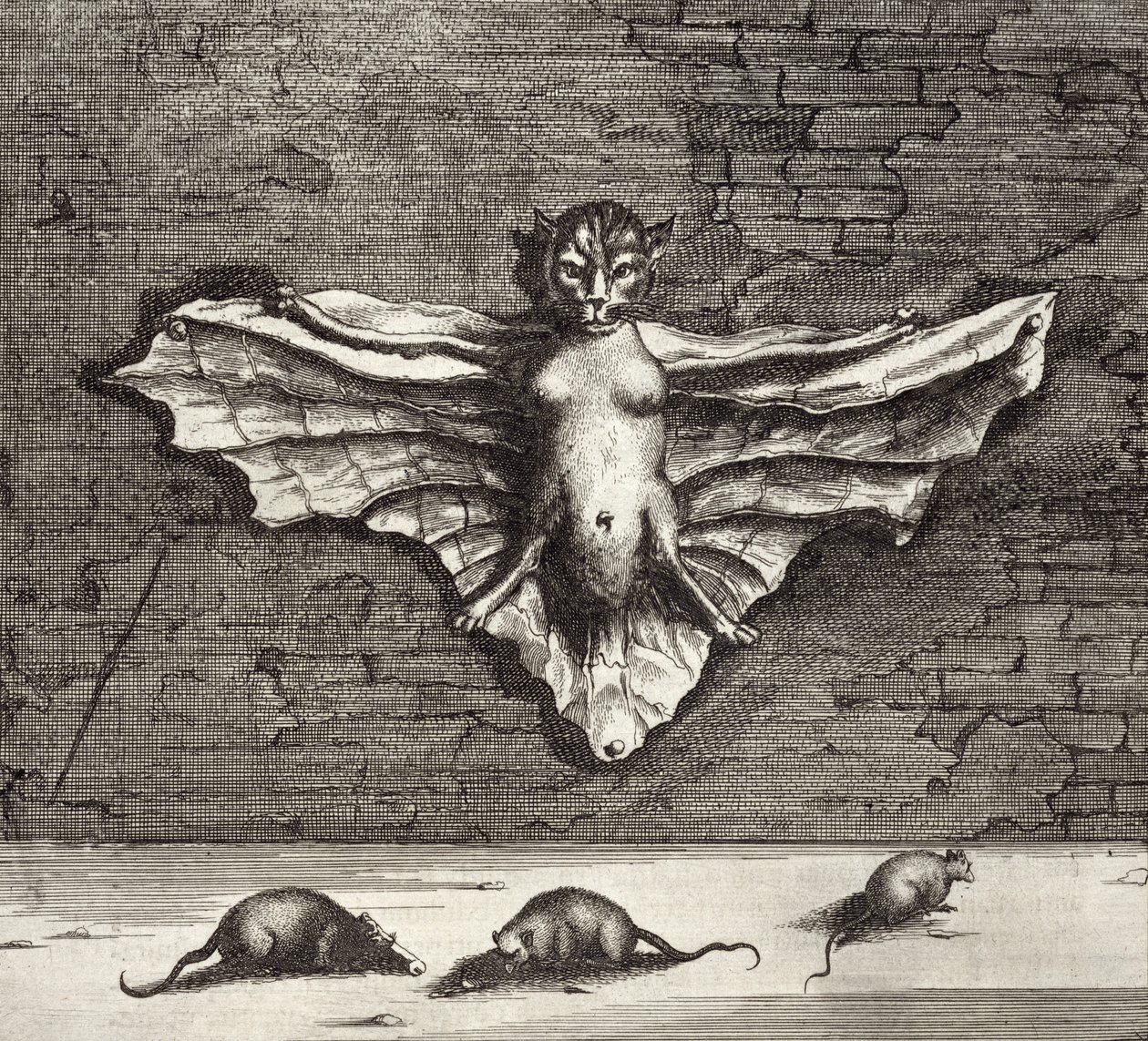 Une chauve-souris connue sous le nom de chat volant, de China Illustrated par Athanasius Kircher (1601-80) 1667 - Dutch School
