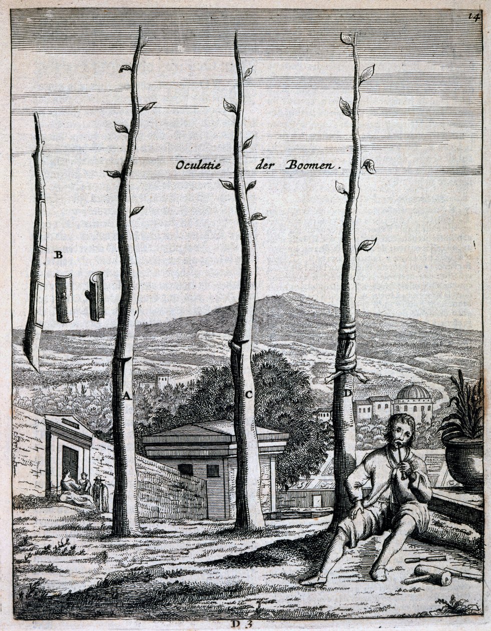 Arbres fruitiers, de De Nederlandze Hesperides par Jan Commelin, publié en 1676 - Dutch School