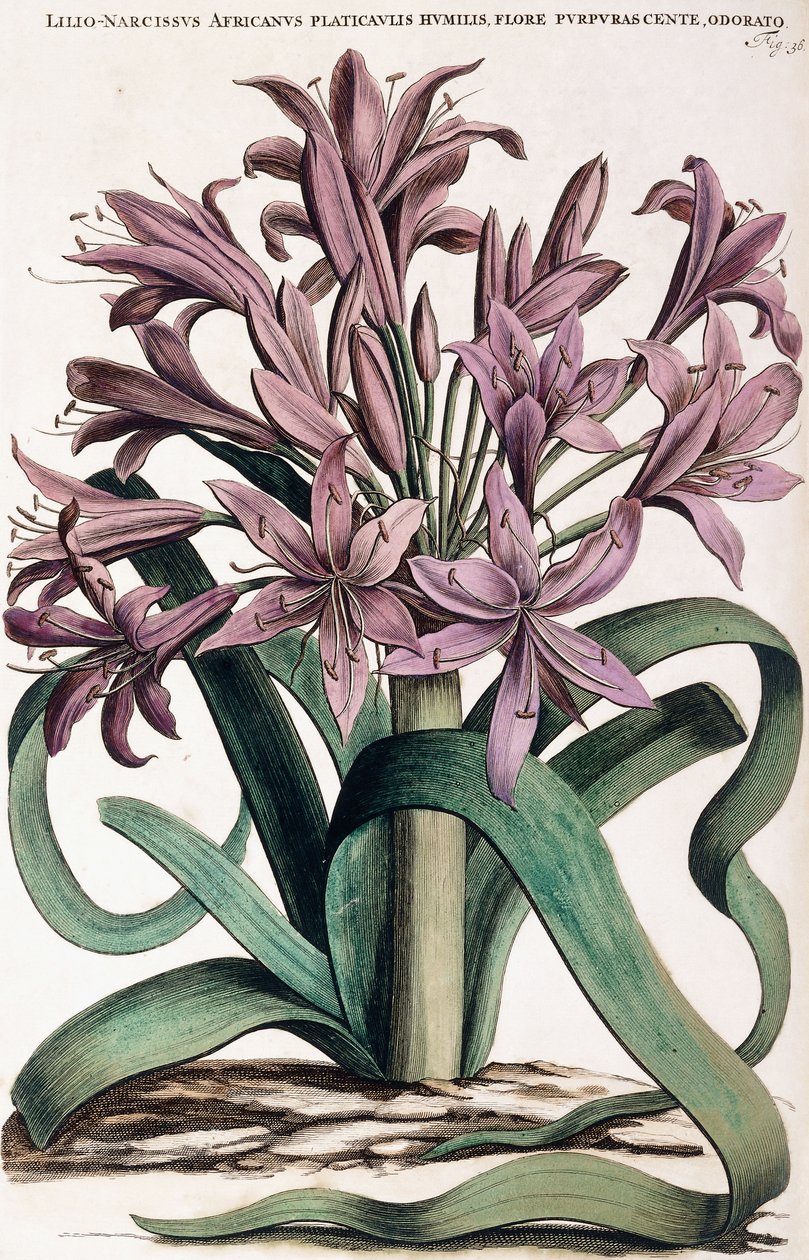 Lillio-Narcissus, 1697-1701 - Dutch School