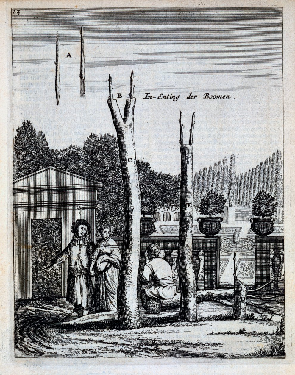 Tilleuls et orangers, de De Nederlandze Hesperides par Jan Commelin, publié en 1676 - Dutch School