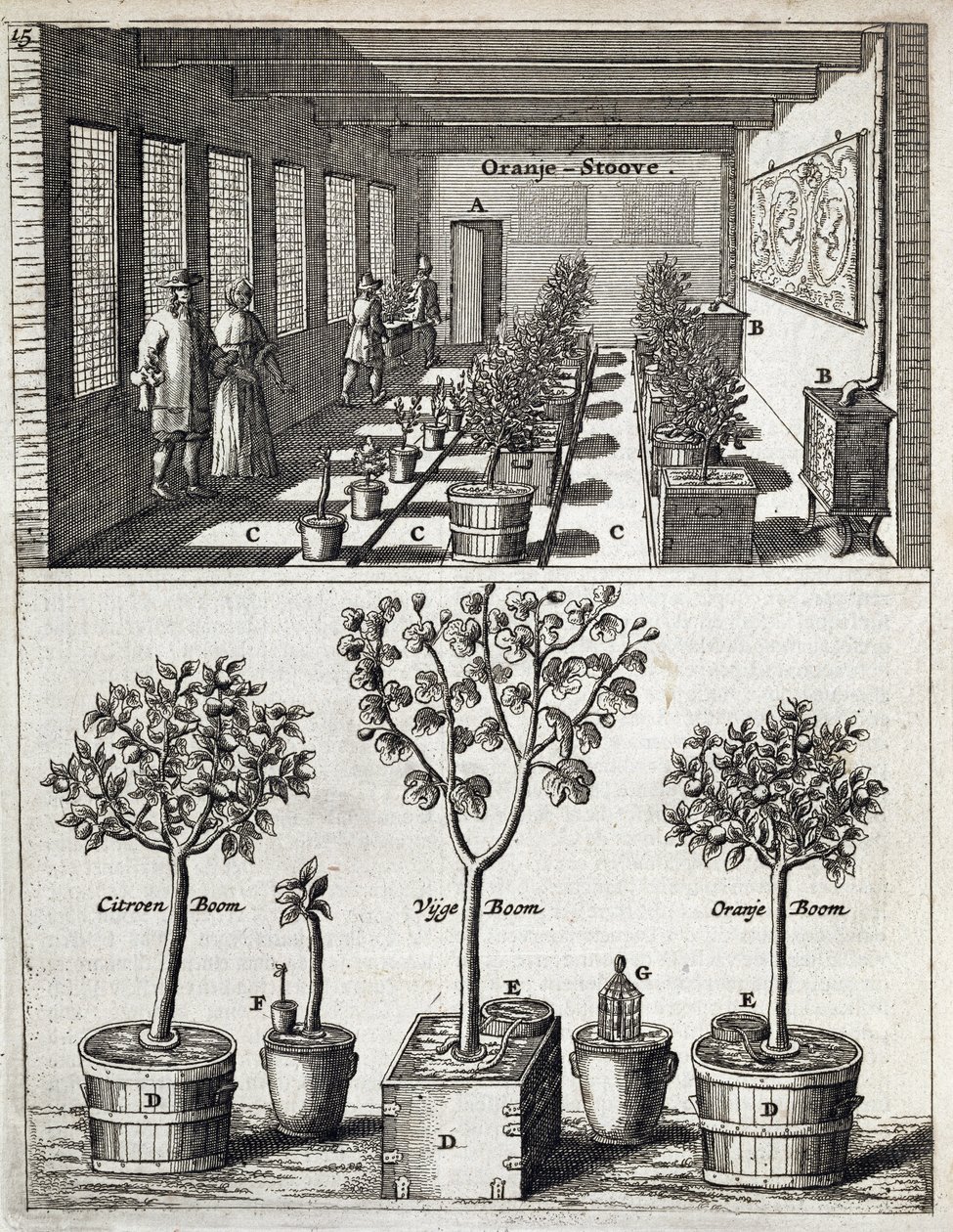 Orangerie, de De Nederlandze Hesperides par Jan Commelin, publié en 1676 - Dutch School