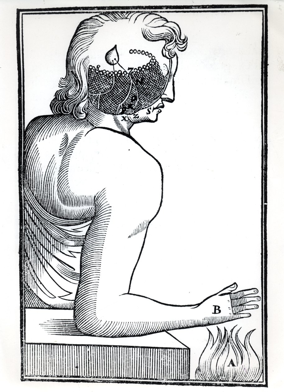 La perception des sens, de De Homine Figuris par René Descartes (1596-1650) publié à Amsterdam, 1677 - Dutch School