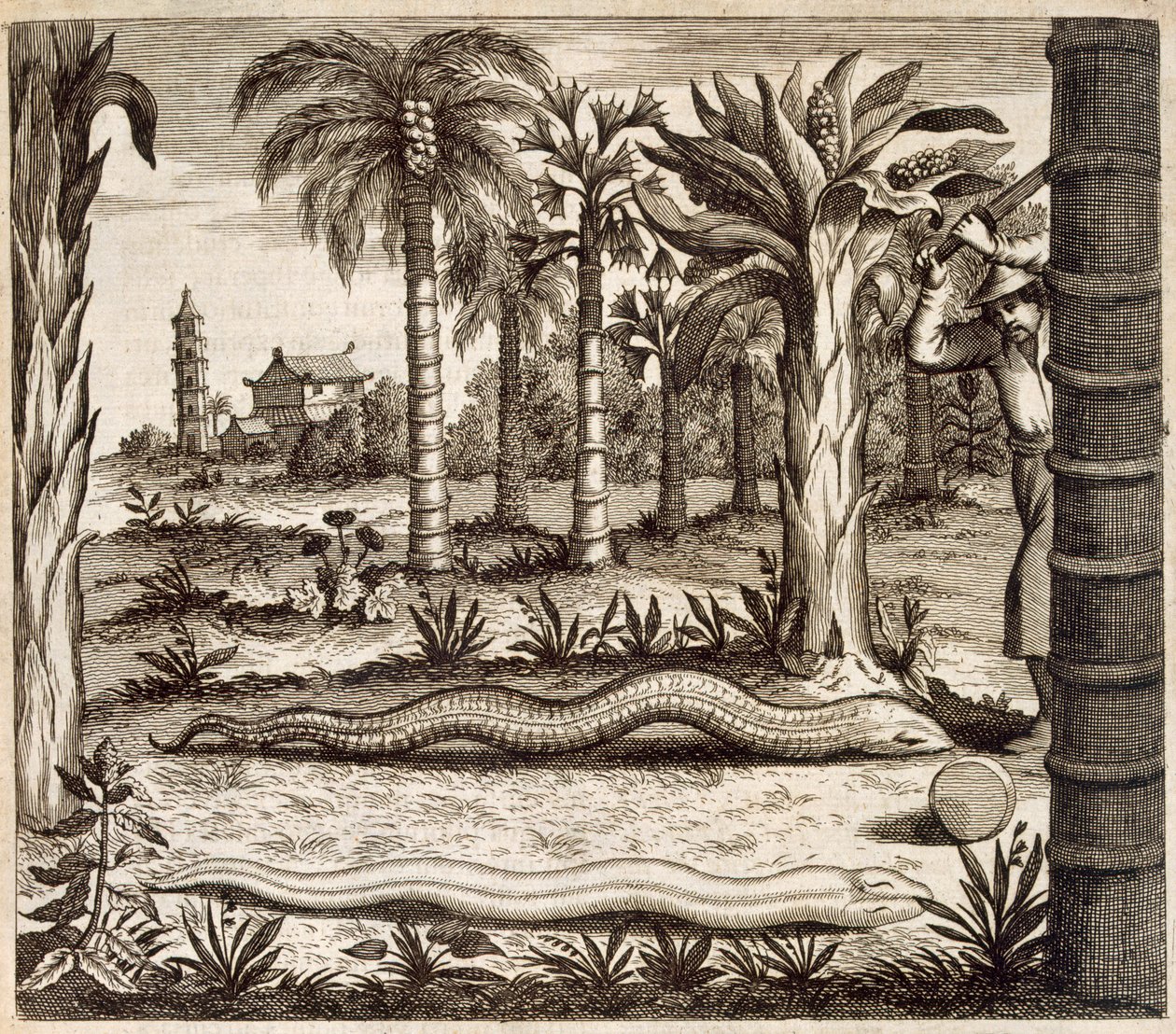 Le serpent de pierre, de China Illustrated par Athanasius Kircher (1601-80) 1667 - Dutch School