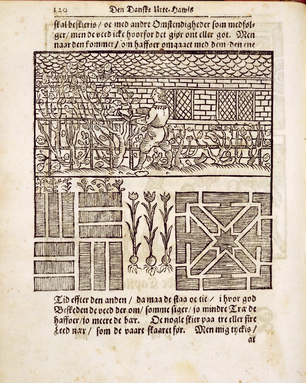 Formation et plantation dans le jardin, du Jardinier hollandais par Johann van der Groen, publié en 1699 - Dutch School