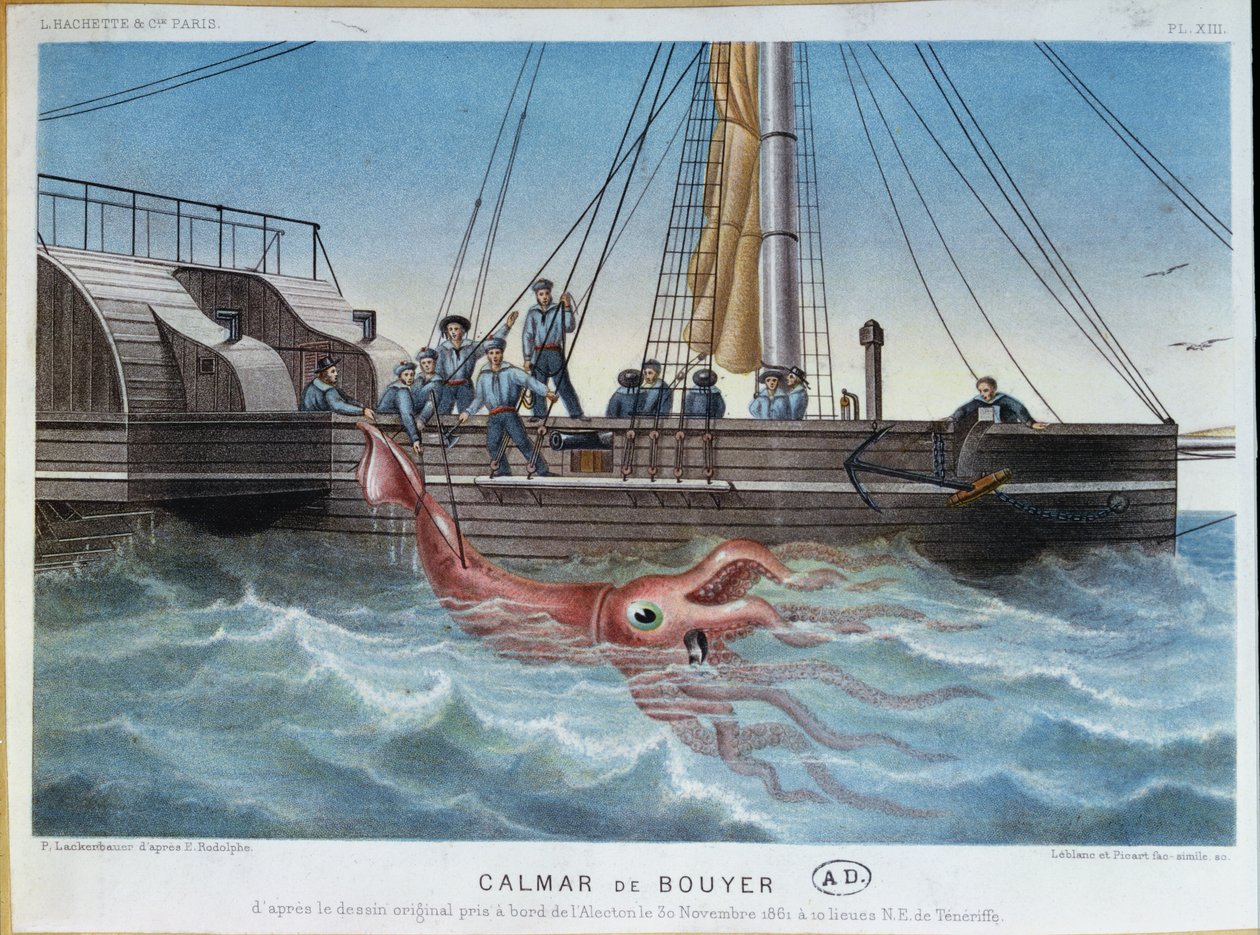 Le Calmar géant attrapé par l