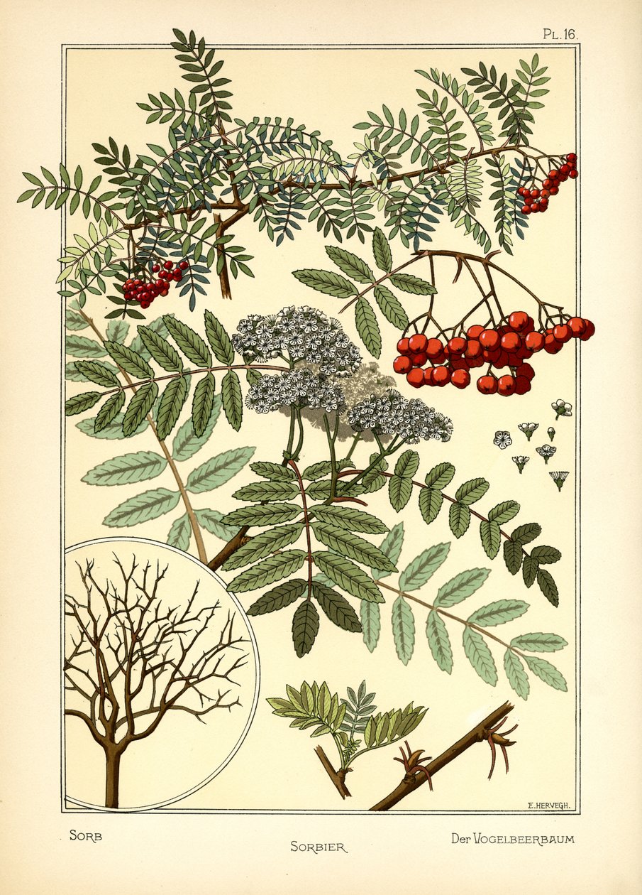 Le sorbier - E. Hervegh