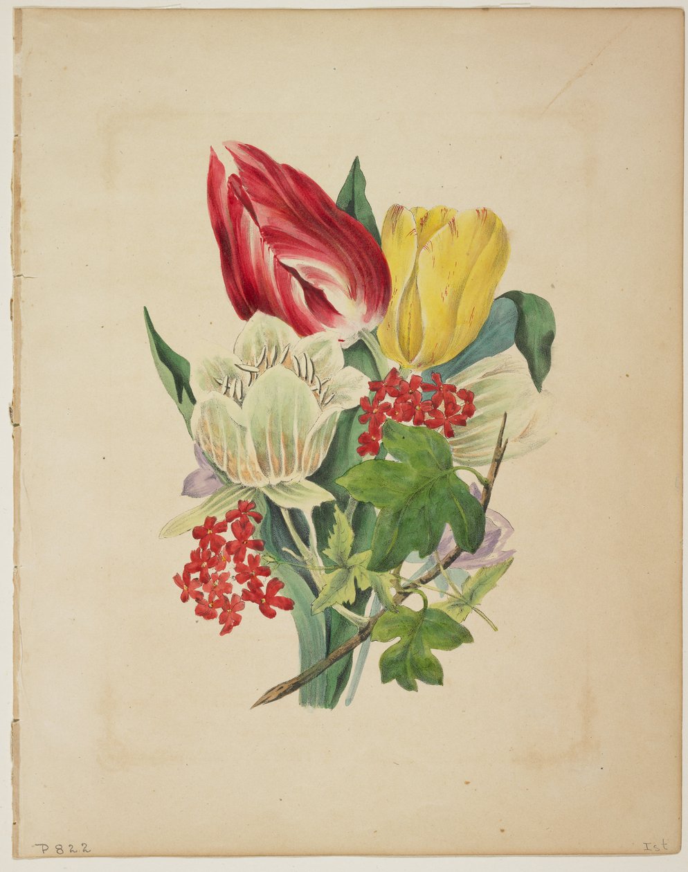 Bouquet de tulipes, du Dictionnaire de Flora, 1838 - E. W. Wirt