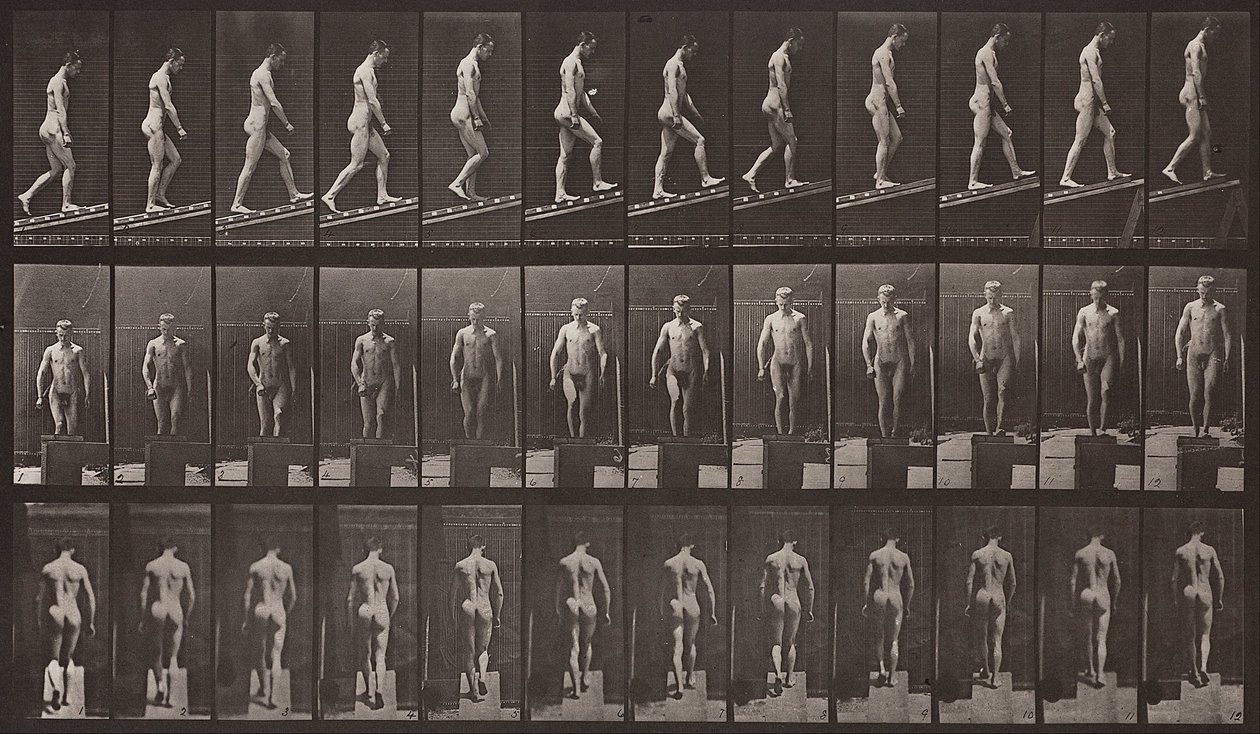 Locomotion animale, Planche 74 - Eadweard Muybridge
