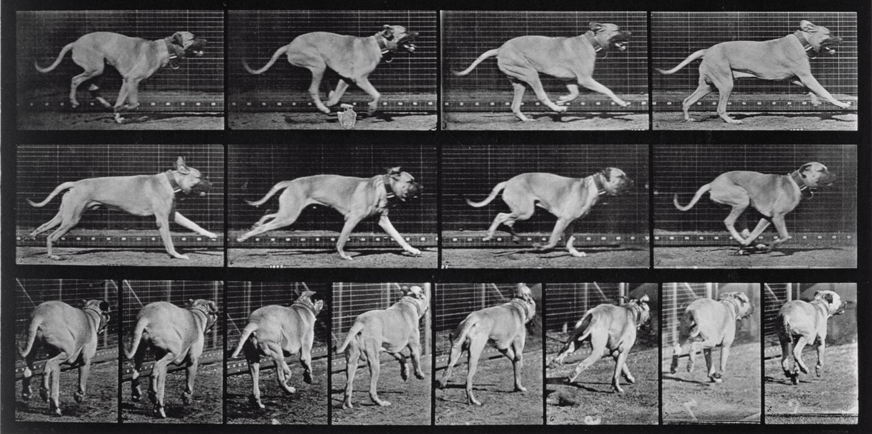 Chien courant, planche 707 de 