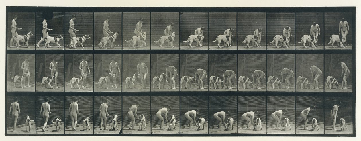 Locomotion animale. Une enquête électro-photographique sur les phases consécutives de l