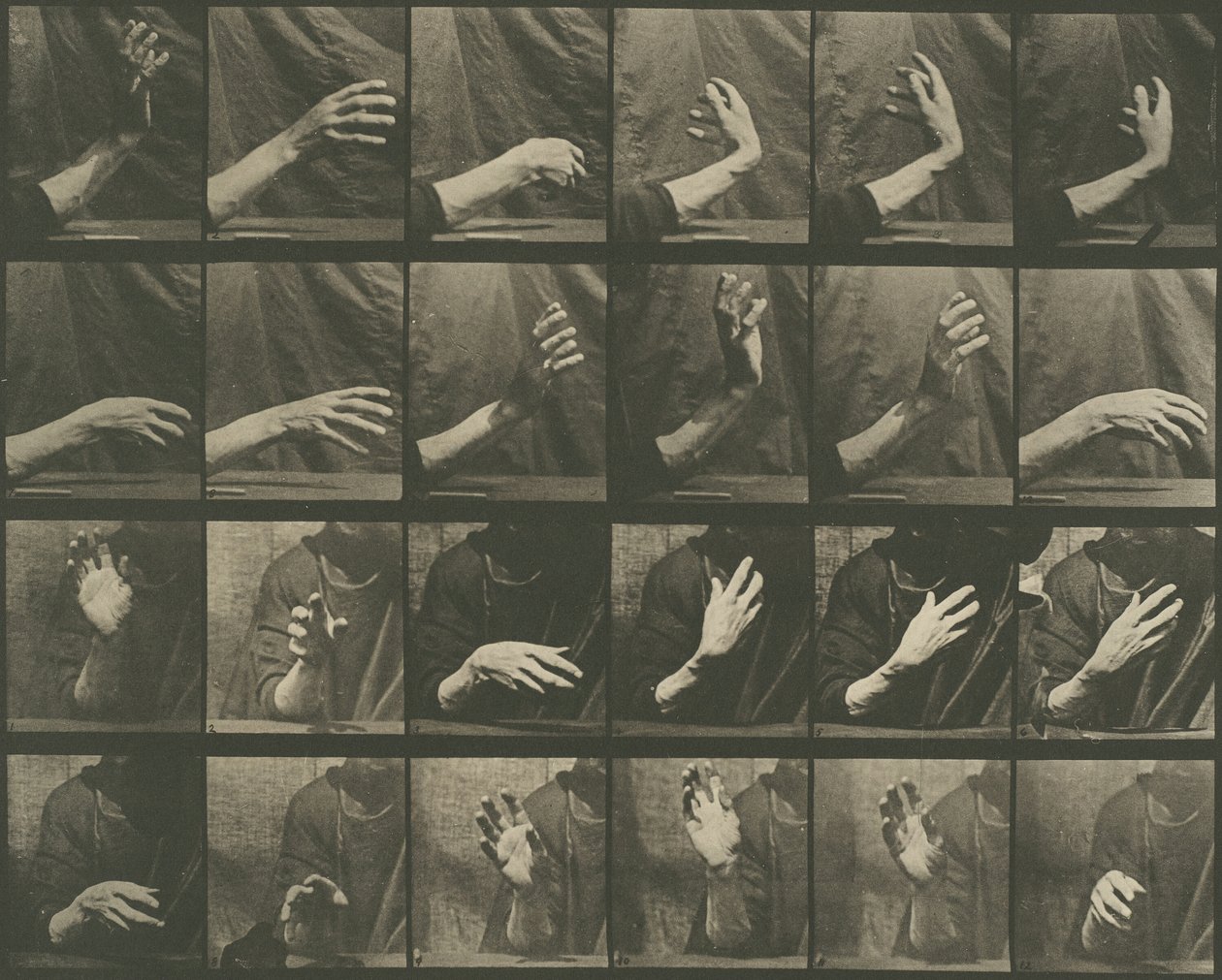 Locomotion Animale, Planche 535, 1887 - Eadweard Muybridge