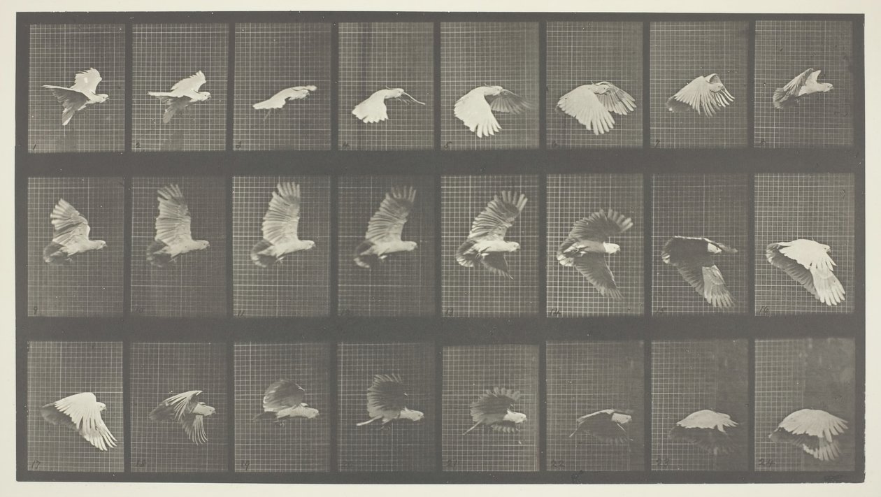 Locomotion animale, Planche 758, 1887 - Eadweard Muybridge