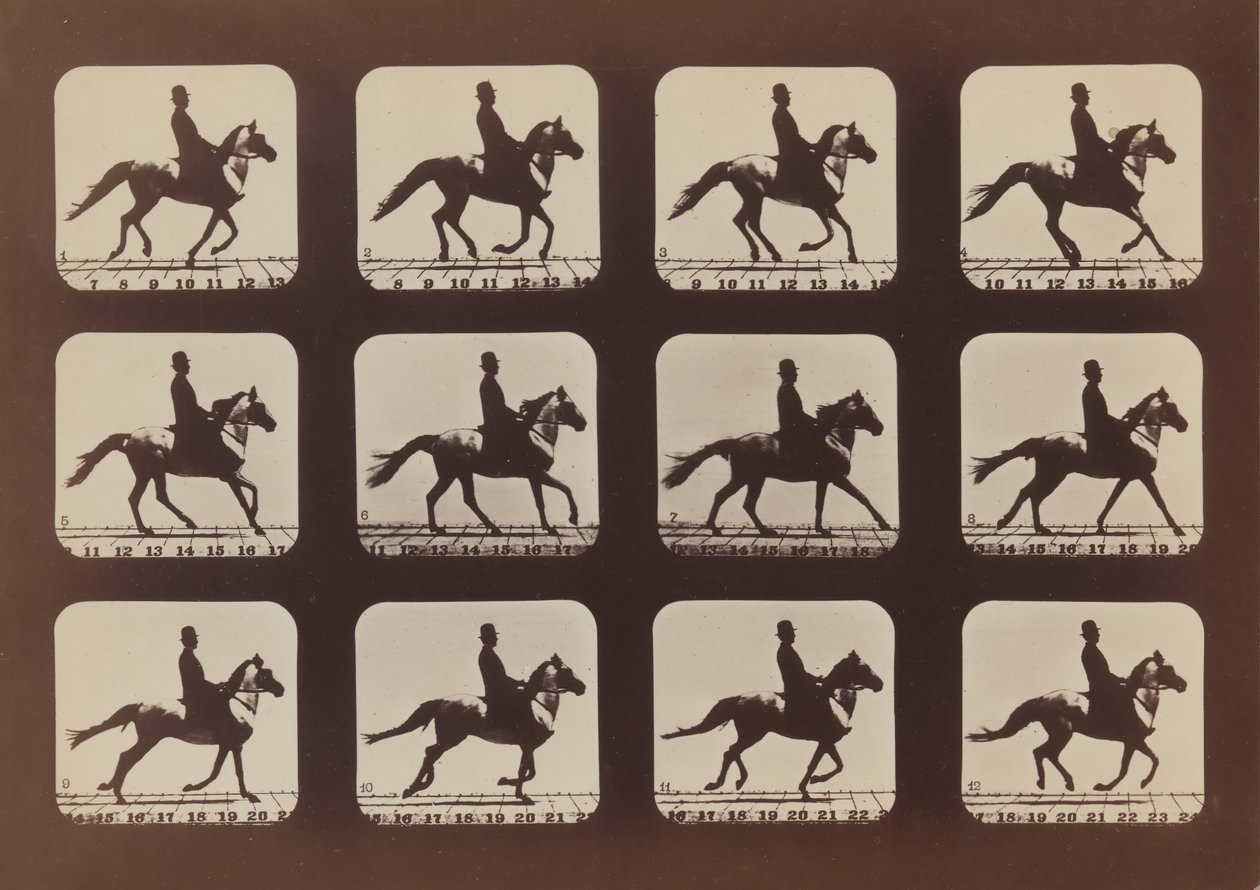 Attitudes des animaux en mouvement - Eadweard Muybridge