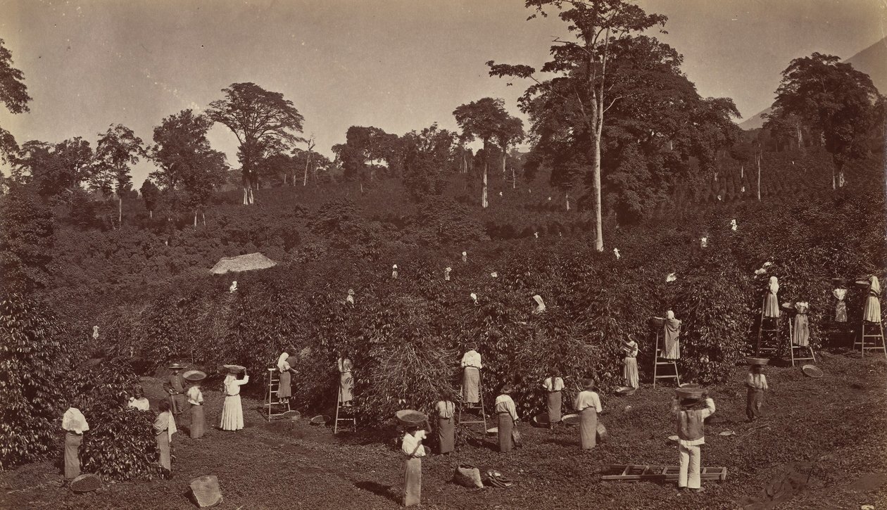 Récolte de café, Las Nubes-Guatemala - Eadweard Muybridge
