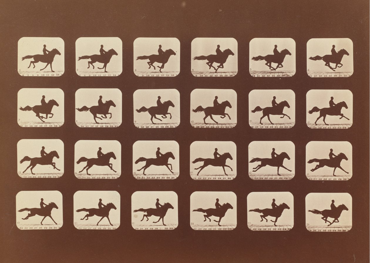 Chevaux. Courant. Phyrne L. No. 40, 1879 - Eadweard Muybridge