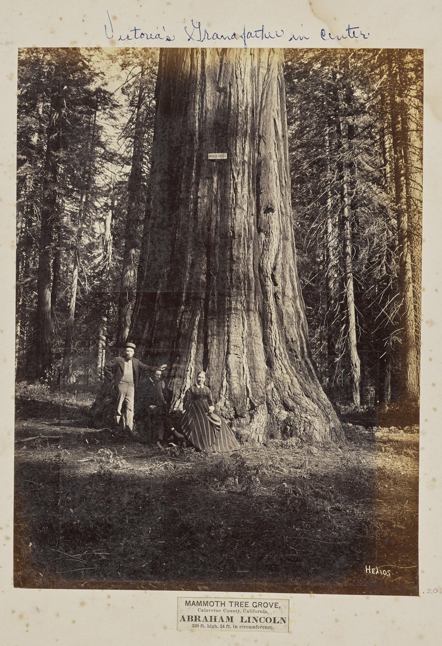 Mammoth Tree Grove, comté de Calaveras, Californie. Abraham Lincoln. 320 pieds de haut, 54 pieds de circonférence - Eadweard J. Muybridge