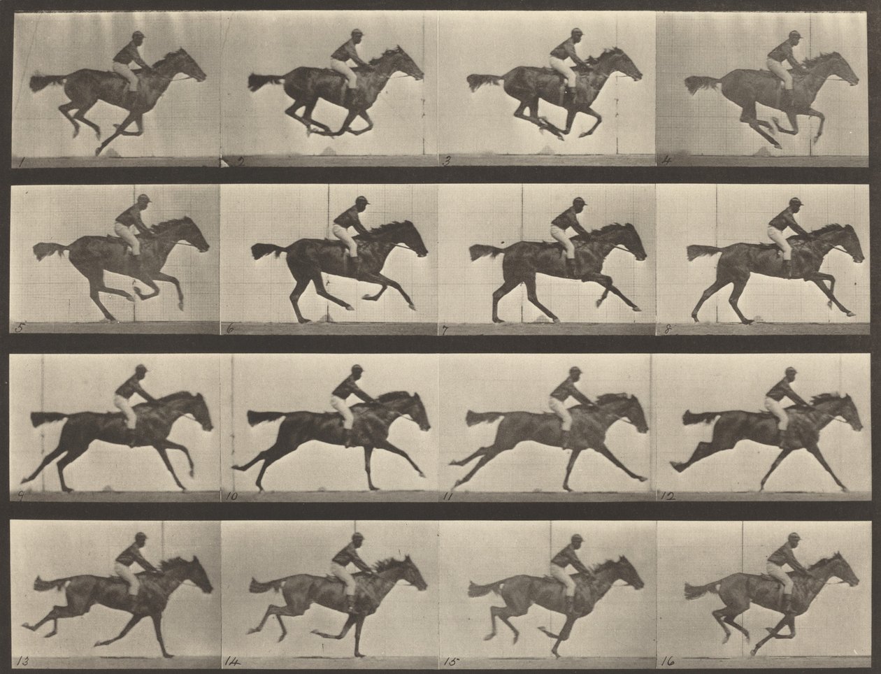 Numéro de planche 626. Gallop, jument baie pur-sang, Annie G. - Eadweard Muybridge